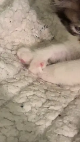 Tea Cup is just a kitten doing kitten things #catsoftiktok #fypシ゚viral #toebeans🐾 #makingbiscuits #kittentok 
