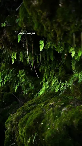 هەندێک جار دەنگی ڕەفتارەکانیان ئەوەندە بەرزە کە ئیتر پێویست ناکات گوێ لە قسەکانیان بگریت🖤..! #foryoupage #fyp #tiktok  aCc🖤..!????