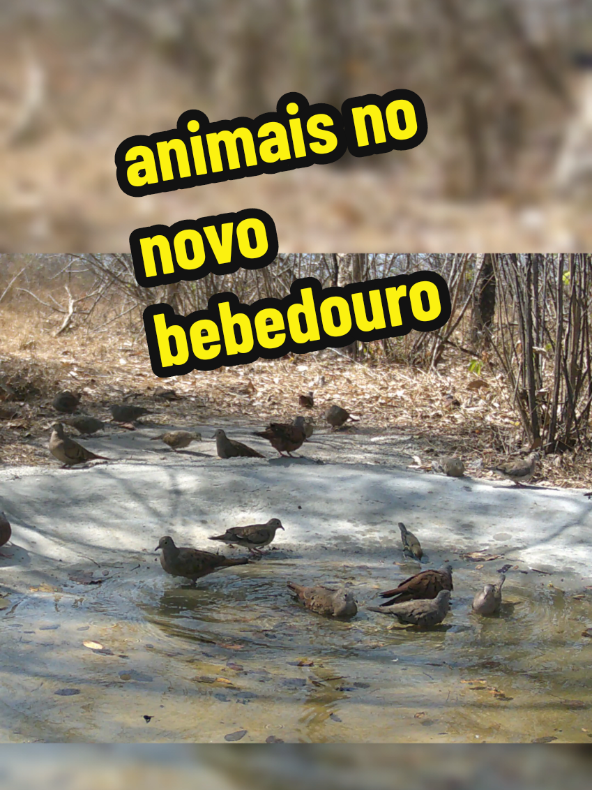 vejam os animais que apareceram #animais #sertão #floresta #ajudando #passaros 