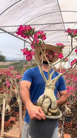 🌿 A importância da poda  na  rosa do deserto  e na vida. Podar dá medo, a gente sente aquele frio na barriga… mas se quer evoluir, precisa podar. Assim como a Rosa do Deserto, pra crescer forte, bonita e cheia de flores, a vida também exige cortes. Às vezes é preciso tirar o excesso, deixar o que realmente importa pra que venha o novo, pra que floresça o melhor de nós. Aqui na GM Rosa do Deserto, a gente acredita que cultivar é muito mais do que vender plantas. É sobre aprender, cuidar, sentir e crescer junto com cada broto. Nosso propósito é compartilhar esse amor, esse aprendizado que a natureza oferece todos os dias. Porque no fim, cuidar de uma planta é também um jeito de cuidar da gente. 🌸 #rosadodeserto #gmrosadodeserto #plantas #adeniumbrasil #flores    