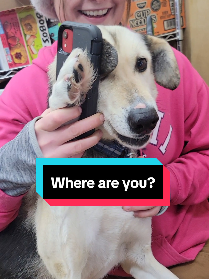 Vacation brain is a real thing. and we absolutely build in buffer time on our tours. but try to be on time for our sanity #sleddogs #husky #tetons #jacksonhole #wyoming 