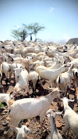 Reer maxamed riyoole 