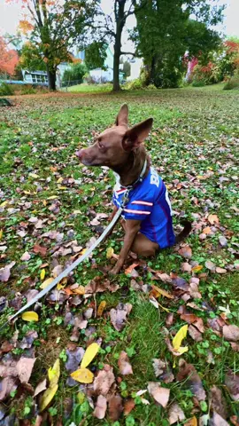 #buffalobills #billsmafia #joshallen #nfl #blowthisup 