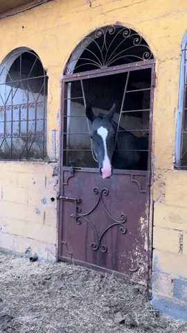 #شعب_الصيني_ماله_حل😂😂 #tbourida #tborida_fantasy_morocco #horse 