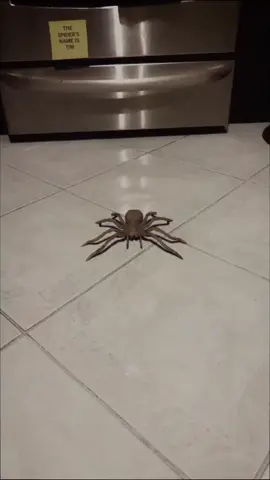 Did not expect bro to start vibing like that (song: ilyTOMMY - 3 AM) @khenos #ilytommy #undergroundmusic #spider #memecut #tiktok 