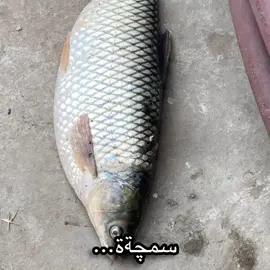 الخلفة شتصير؟؟ #العراق_بغداد #اشتاقيتولي_اشتاقيتلكم🌷✨ #funny #سمجه_وتحب_عصفور_وانته_أحكم_بهاي💕🕊 #ميسي 