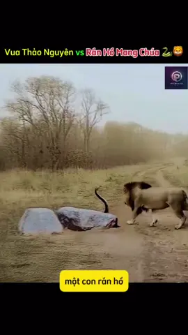 “Vua Thảo Nguyên Gục Ngã Trước Rắn Hổ Mang Chúa 🐍🦁” Không phải kẻ mạnh nhất mới sống sót — mà là kẻ biết sợ hãi đúng lúc. Nhưng hôm nay, sư tử đã đánh giá thấp kẻ mang tên Tử Thần – Hổ Mang Chúa.😱#dongvat #dongvathoangda #thiennhien #thiennhienhoangda #thegioidongvat5555 #thegioidongvat 