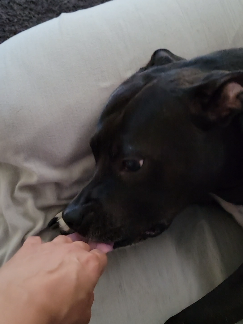 My bestfriend. ❤️ #pittiesoftiktok #dogbestfriend #viral 