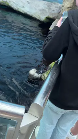 Should’ve bought an otter box 🫠 #otter #lisbonportugal #lisbon #lisboa #lisbonaquarium 