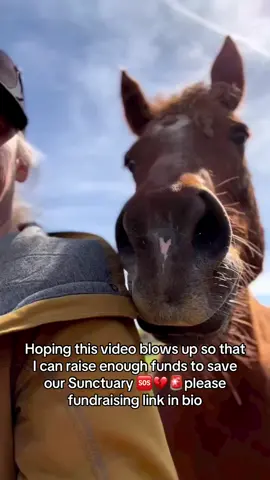 Hoping this video blows up so that I can raise enough funds to save our Sunctuary 🆘💔🚨please fundraising link in bio#fyyyyyyyyyyyyyyyy #tiktok #viral #savehorsesfromslaughter #unitedstates #fyp #fypシ゚viral #horsefarmer #horses 