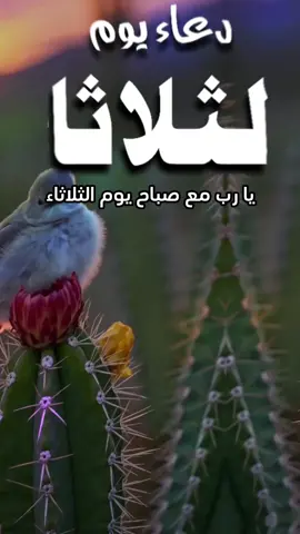 دعاء الصباح يوم الثلاثاء اللهم إني أسألك الثبات في الأمر وأسألك العزيمة على الرشد وأسألك شكر نعمتك وحسن عبادتك  وأسألك قلبا سليما ولسانا صادقا وأسألك من خير ما تعلم وأعوذ بك من شر ما تعلم وأستغفرك لما تعلم، إنك أنت علام الغيوب #صباحكم_أحلى_صباح #صباحكم_معطر_بذكر_الله #صباح_الورد #صباح_الخير #صبحكم_الله_بالايمان_وطاعة_الرحمن 