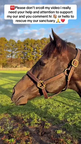 🆘Please don’t srcoll my video i really need your help and attention to support my our and you comment hi 👋🏽 or hello to rescue my our sanctuary 🙏💔#donaters #helpme #govira #horselovers #usa🇺🇸 
