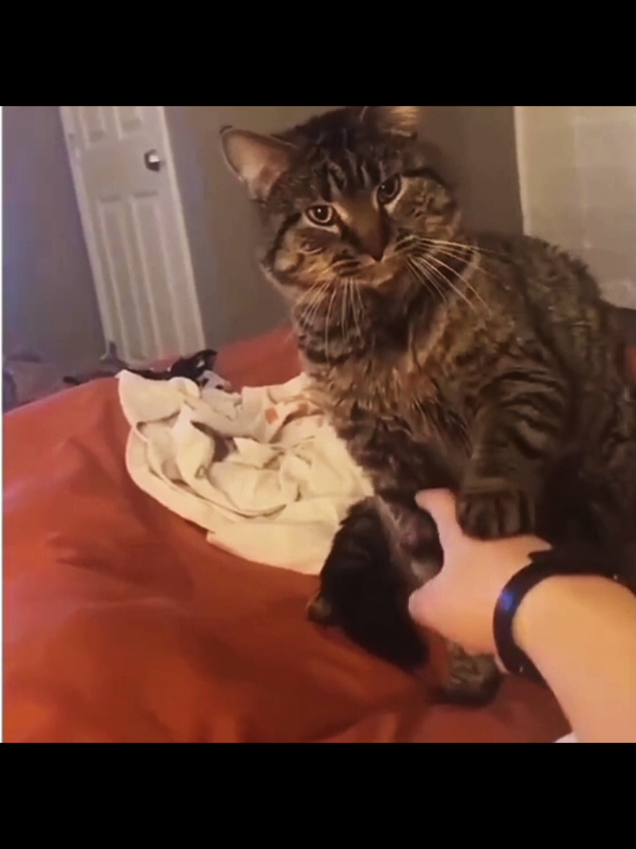 Cats dislike being pointed at ...😾 #cat #cats #catlover 