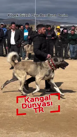 Onunla Yürümek Bile Gurur Verir İnsana!        #trkangalpostası #anadoluçobanköpeği #kangaltürk #kangal #keşfet @Uğur Demir @Bekir Demir 