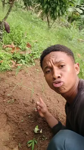 adubando cebolinha #horta #cebolinha 