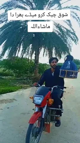 نوما بھرا تیڈا شوق ماشاءاللہ #foryou #fyp #blackpartridge #voice #foryou @پرندے 👑🦚 