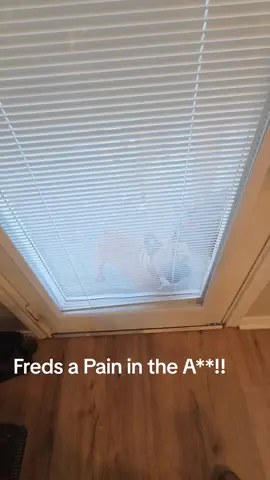 #frenchbulldog #frenchiesoftiktok #frenchie #funny 