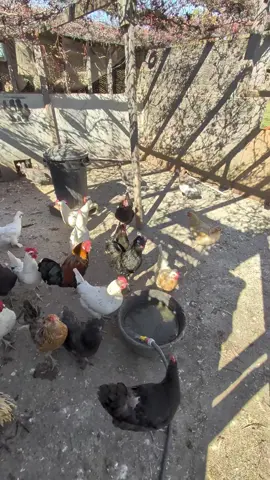 Let go collect some fresh eggs from the coop! The girls have been laying very well lately, I love the assortment of colors we get, we sell our surplus eegs at the road and combined with selling Guineas and Chicks we have been able to cover a good portion of our feed costs this year which is awesome! #homestead #chicken #eggs #chicks #chickencoop 