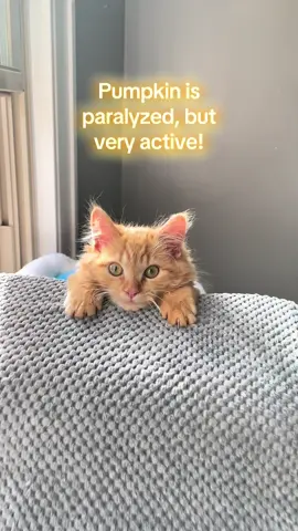 Pumpkin is a paraplegic kitten we found sleeping on a pile of rocks, alone. He was at the brink when we adopted him. We brought him to a doctor immediately and he is safe and healthy now. He has paralyzed back legs, but he is a happy kitty with a good quality of life. #fyp #foryoupage #kitten #cat #disabledcats 