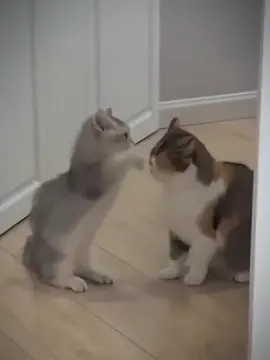 quá cute#kitty #kittycat #pets #petticoat #PetsOfTikTok 