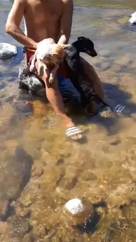 necesitamos ayuda para las croquetas de los 🐕 🐕 nos puedes ayudar en nuestro paypal que esta en la descripción en mi perfil #perros #perritosfelices #adoptdontshop #perritos #perrosfelices 