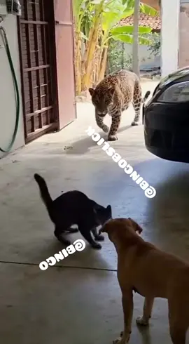 Funny Sudanese Animals 🐈‍⬛️🐅🐕 #sudanese_tiktok #sudanese #sudanese_tiktokمشاهير #sudani #sudanis_tik_tok❤️🔥🇸🇩 #southsudanesetiktokers🇸🇸🇸🇸🇸🇸 #southsudantiktokers🇸🇸 #southsudan #southsudantiktokers #junubia😍big❤southsudan🇸🇸 #funnyanimals #animalsvideos #cat #dog #tiger #sudanese_shout #khartoum #khartoum_sudan #khartoum_الخرطوم #funnysudanesevidz #juba #arabictiktok #arabic @BINGO😎 @BINGO😎 @BINGO😎 
