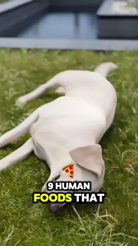 9 HUMAN GOODS THAT CAN KILL YOUR DOG….