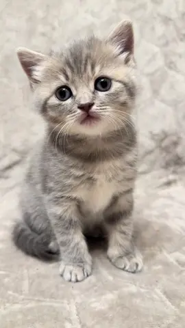 #funnycatsoftiktok😂😂😍cute #kitty #cats #kittens #fyp               