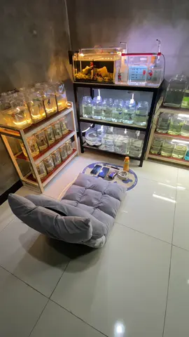 Mau se estetik apapun coffeshop nongkrong di ruangan ini tetap pemenangnya. #ikancupang #bettafish #cupanghias #cupanghiasindonesia #solitercupang 