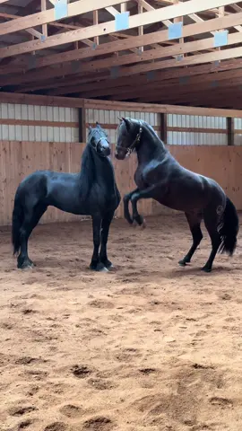 Mascó 2 year old Pre Stud, spending some quality time with Oath, 5 year old Friesian stallion. #friesian #spanishhorse #caballo #purarazaespañola 