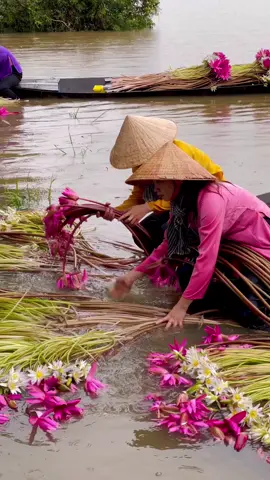 🌸 Mùa bông súng nở – hồn quê miền nước nổi 🌾 Giữa mênh mông sông nước, những tà áo bà ba rực rỡ nghiêng mình hái bông súng, tô điểm cho bức tranh quê thêm nên thơ. Hương đồng, sắc nước, nụ cười chân chất – tất cả tạo nên nét đẹp dịu dàng, đậm tình miền Tây. 💖 #MiềnTây #MùaBôngSúng #MùaNướcNổi #HồnQuêViệt #ĐẹpMiềnSôngNước