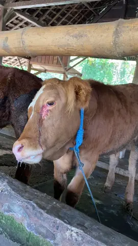 #sapi #sapicore #fyp #sapiviral 
