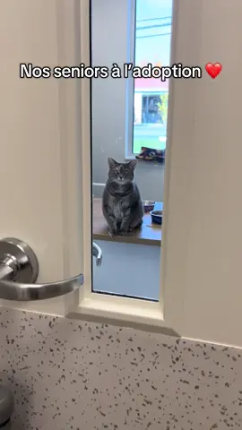 Nos seniors ont encore tellement d’amour à donner 🥺Ils attendent juste une famille pour le partager ❤️ #refugeanimalier #spadelevis #adoptionresponsable #chats #shelter 