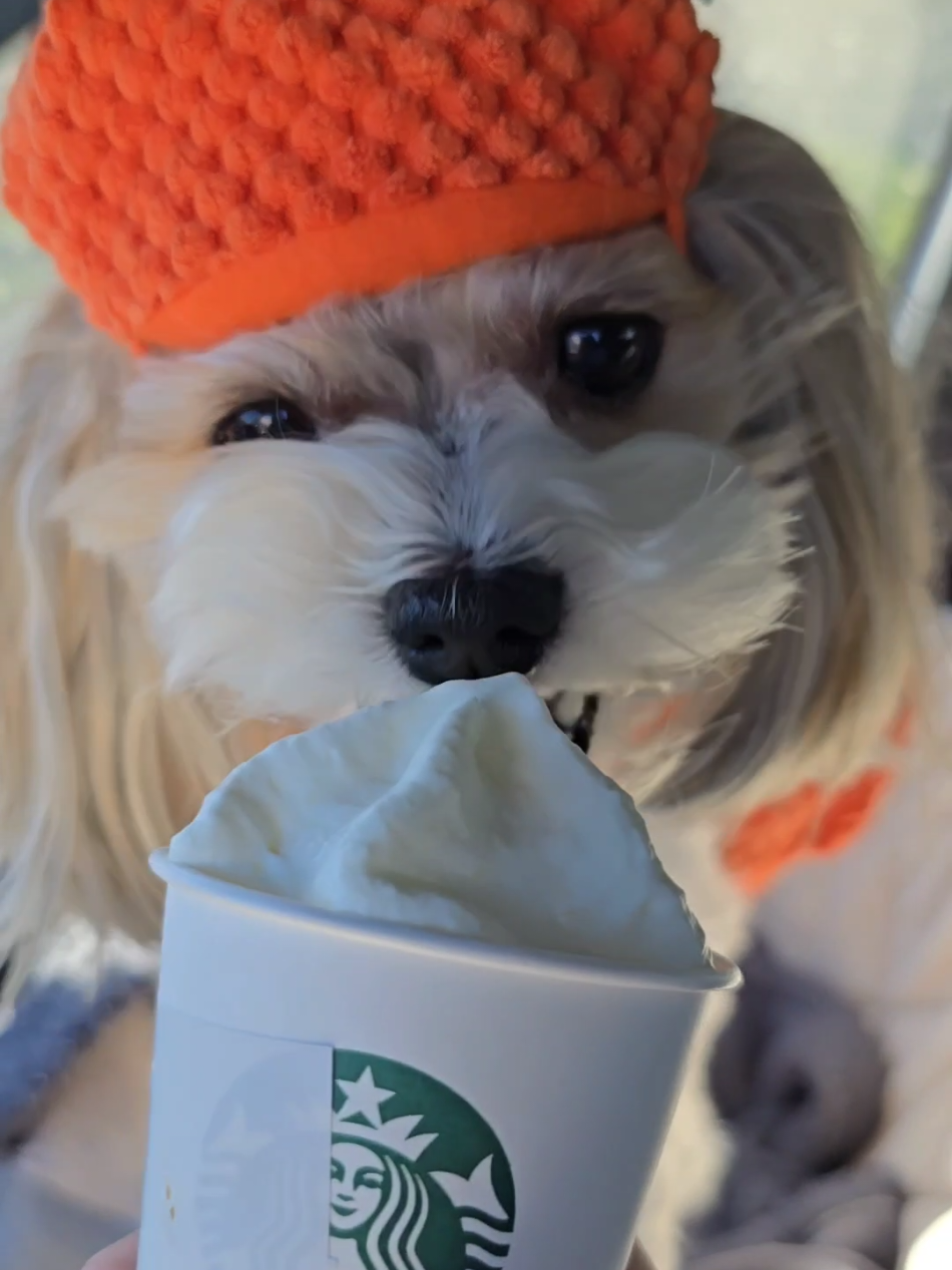 Day 13 of 31 of Halloween costumes, the impatient pumpkin 