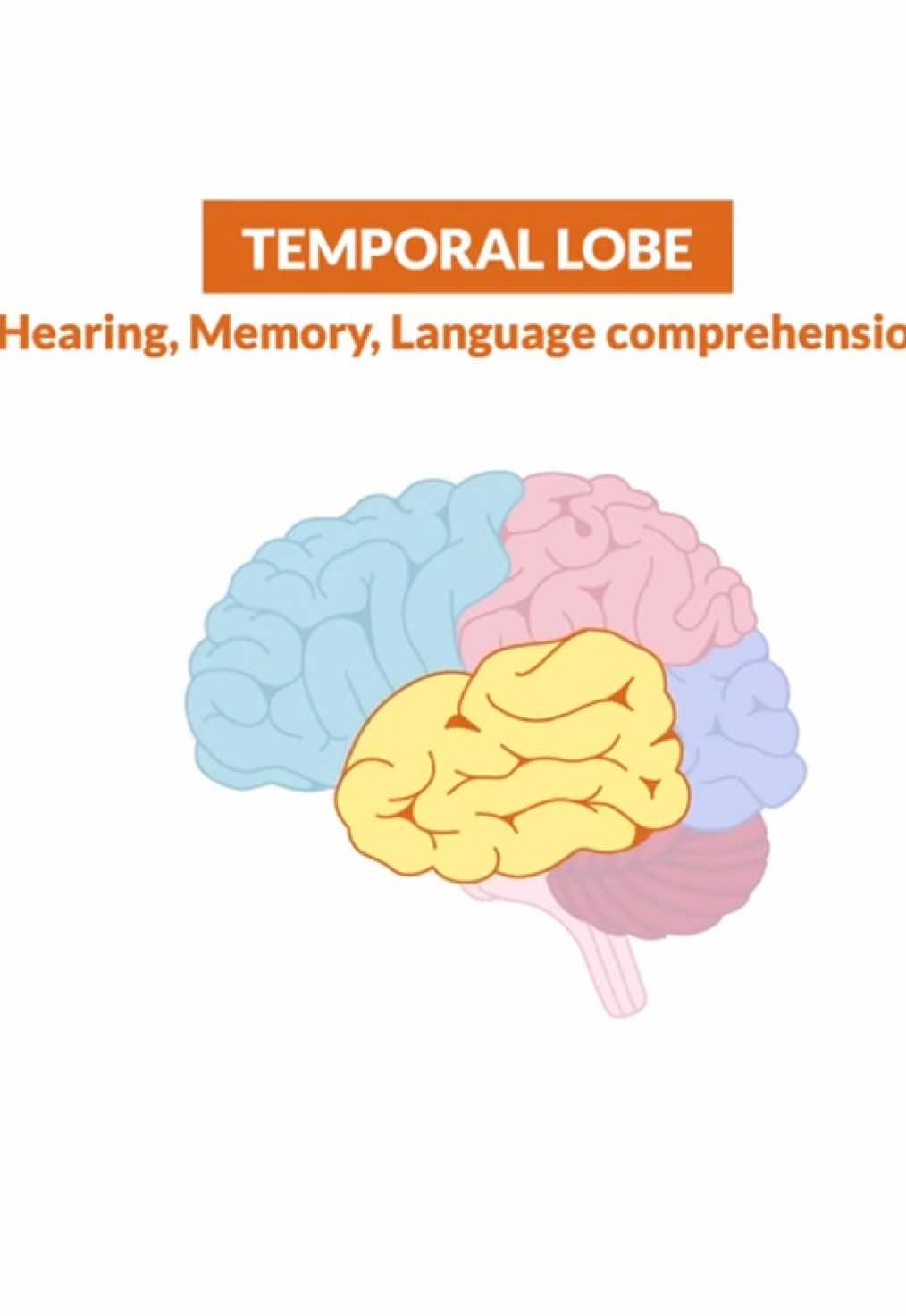 Let's continue reviewing the different lobes of the brain! . . #brain #anatomy #healthcare