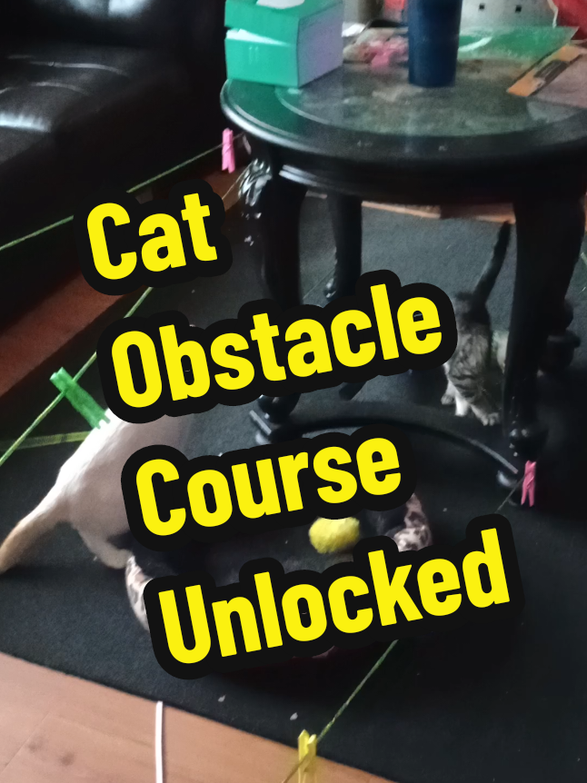 Done tore my living room up just so they can be distracted for a while. A million toys and yet they played with this contraption for hours. #catsoftiktok #fyp #foryourpage #foryoupage 