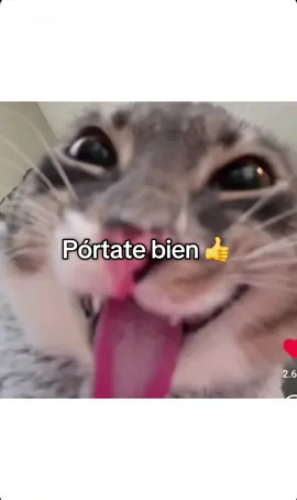 Canción de Navidad #humor #navidad #gatos