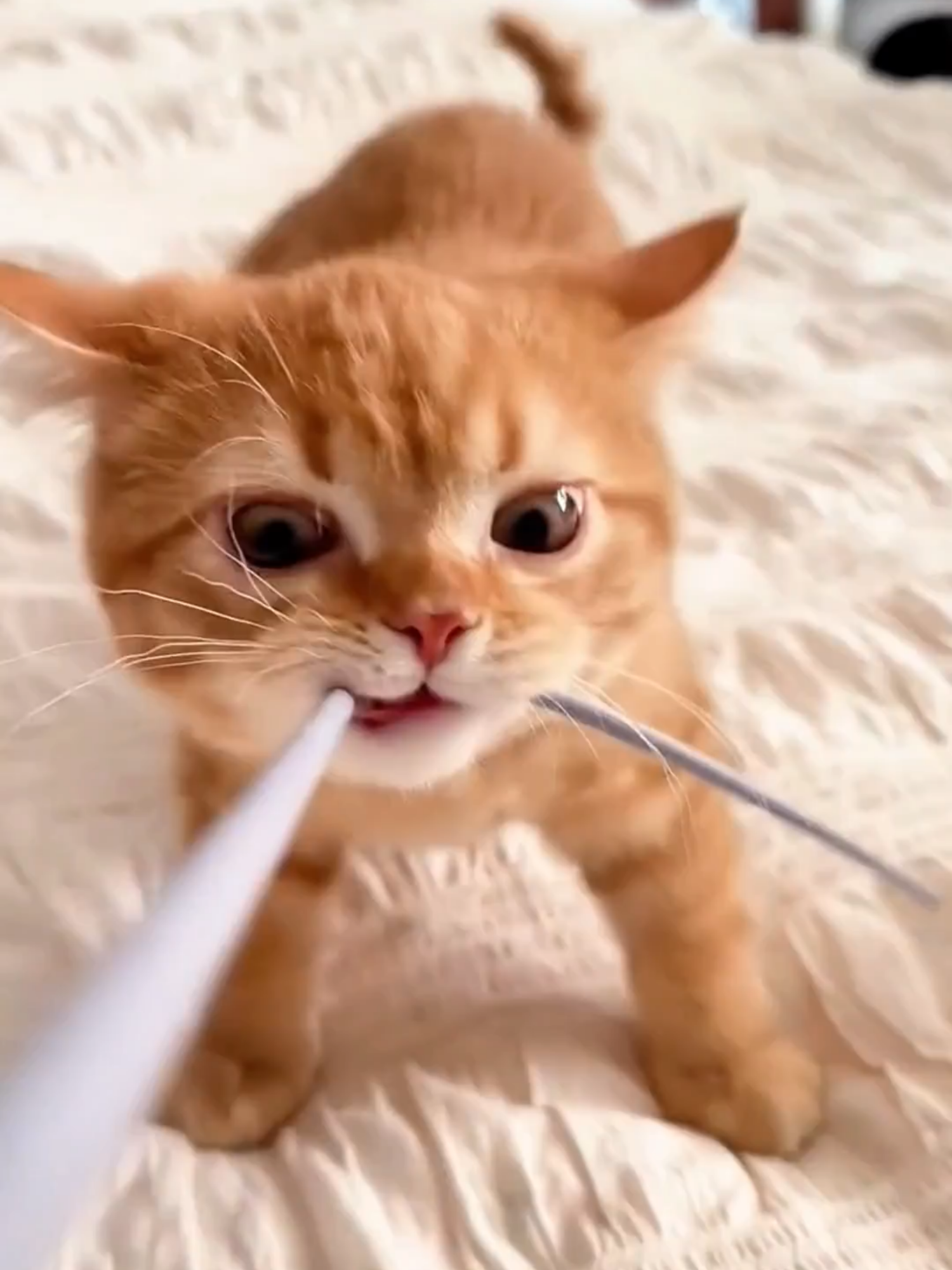 Funny Crazy Cats #zoomiefun