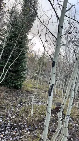 Good ol Wyoming #wyoming #autumn 