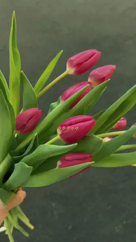 #tulip #trending #flowers #tulips #creatorsearchinsights 