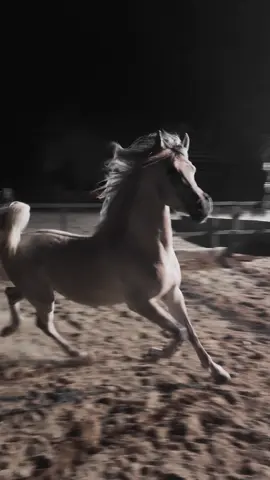 كنك وحد لو غيرك من الناس واجد .. #خيل #خيول #مربط #السعودية #الطائف          