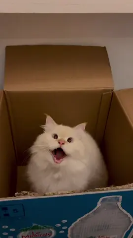 aaAaaaA ⭐️✨🌟 