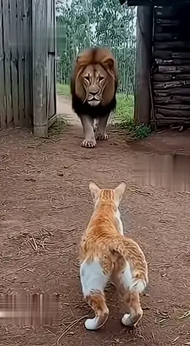 #cat #lion 