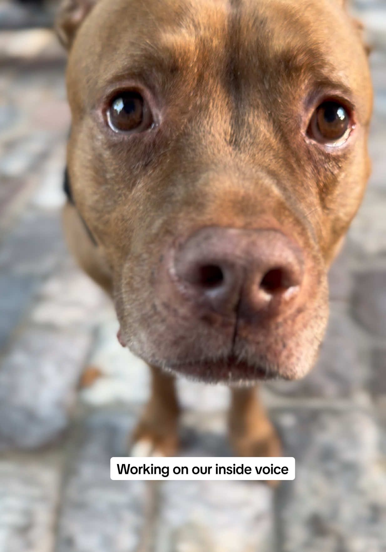 Working on our speak loud and our whisper! I’d say he’s killing it #pitbullsoftiktok #pittie #pitbull #dogsoftiktok 