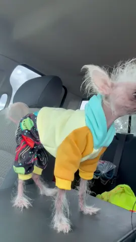 #mrpumpernickel #chinesecrested #hairlessdogs