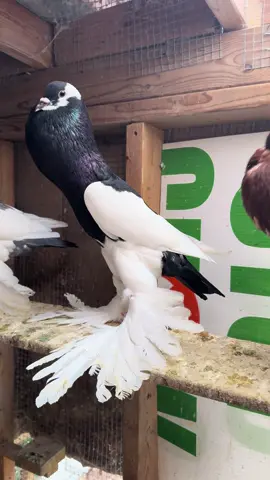 Reversewing Pouter Pigeon 🕊️🕊️🕊️🕊️🕊️❤️❤️❤️❤️ #bird #pigeon #fancypigeon #pet #kabootar 