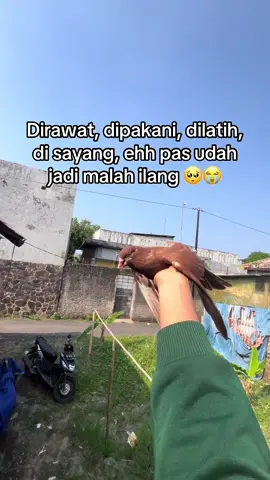 perasaan nya gimana kalo udah gini😭 #fyp #srsquad #merpatikolong #merpatilovers #masukberanda 
