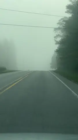 Mysterious fog 🌫️ 