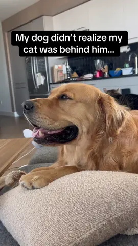 Doggo’s face when he realizes 😂😂😂 #RoadTo19M #Pubity  (@kris_and_shadow via Collab)