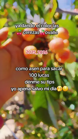 #cosechacereza🍒 #bolivianostemporerosen🇨🇱🇧🇴  #ovallechile🇨🇱🍒 🍊🫐🥑🍋